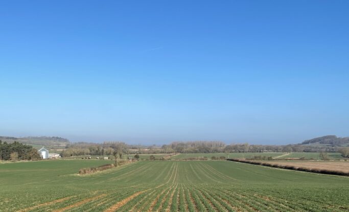 View from atop a field of budding crops on a bright sunny day