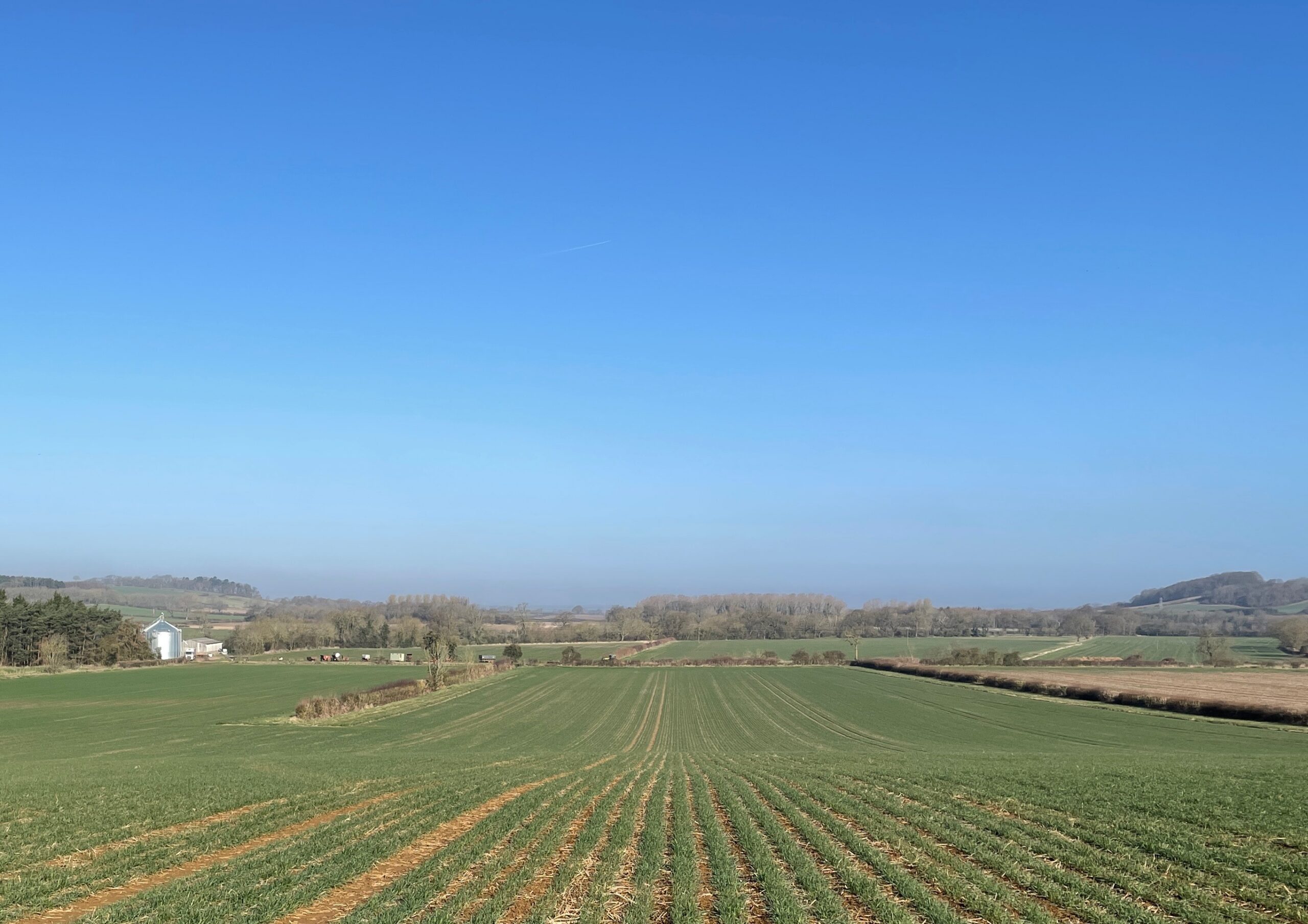 View from atop a field of budding crops on a bright sunny day